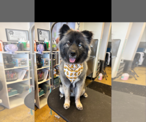 Siberian Husky Dogs for adoption in Wheaton, IL, USA