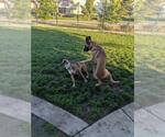 Small #2 German Shepherd Dog Mix