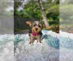 Small Photo #2 Yorkshire Terrier Puppy For Sale in INDIANAPOLIS, IN, USA