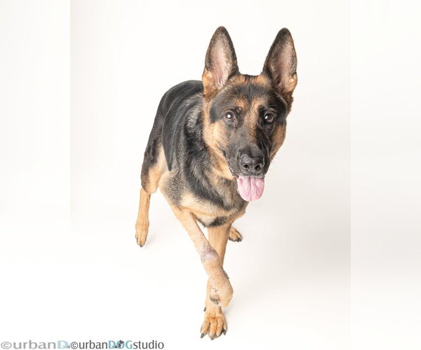 Medium Photo #2 German Shepherd Dog Puppy For Sale in Tampa, FL, USA