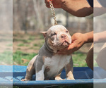 Small Photo #2 American Bully Puppy For Sale in LENOX, MA, USA