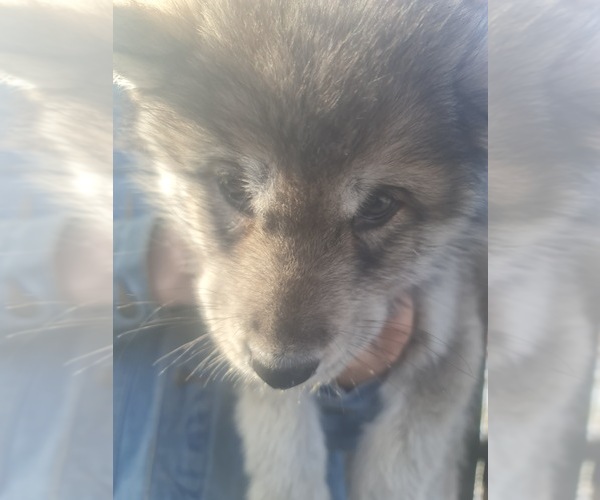 Medium Photo #23 Wolf Hybrid Puppy For Sale in DALTON, OH, USA