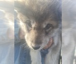 Small Photo #23 Wolf Hybrid Puppy For Sale in DALTON, OH, USA