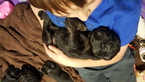 Small Photo #1 German Shepherd Dog Puppy For Sale in PEKIN, IL, USA