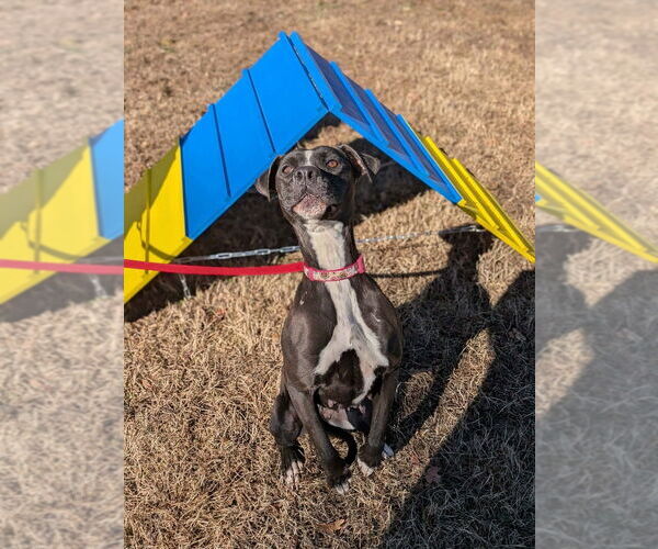 Medium Photo #7 Labrador Retriever Puppy For Sale in garner, NC, USA