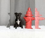 Small #4 Labrador Retriever Mix