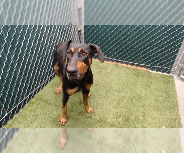 Medium Photo #1 Rotterman Puppy For Sale in Downey, CA, USA