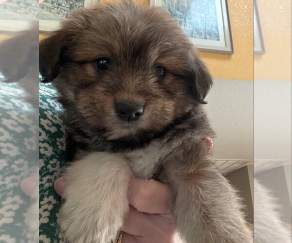 Medium Photo #1 Poodle (Miniature)-Unknown Mix Puppy For Sale in Olalla, WA, USA