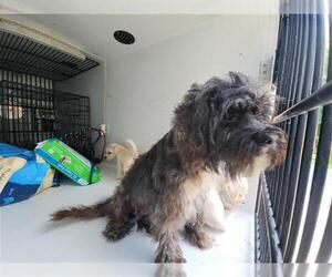 - Mix Dogs for adoption in Houston, TX, USA
