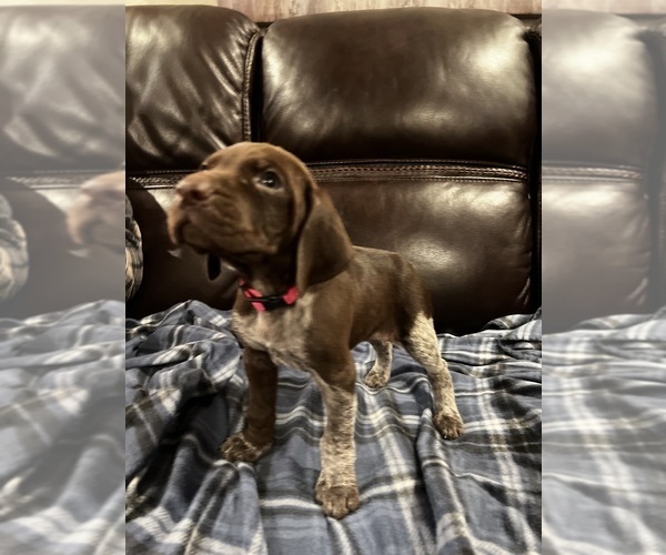 Medium Photo #3 German Shorthaired Pointer Puppy For Sale in MERRIAM, KS, USA