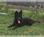 Small #8 German Shepherd Dog