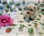 Small Photo #7 Maltipoo (Miniature) Puppy For Sale in BROOKFIELD, MO, USA