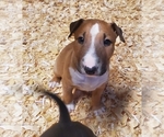 Small Photo #3 Bull Terrier Puppy For Sale in BUCKLIN, KS, USA