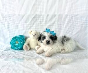 ShihPoo Puppy for sale in ELKTON, KY, USA