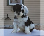 Small Photo #6 Portuguese Water Dog Puppy For Sale in STRASBURG, PA, USA