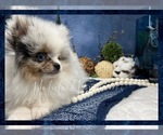 Small Photo #3 Pomeranian Puppy For Sale in VICTORVILLE, CA, USA