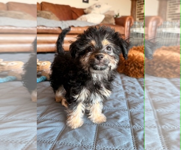 Medium Photo #3 Mutt Puppy For Sale in Sandy, UT, USA