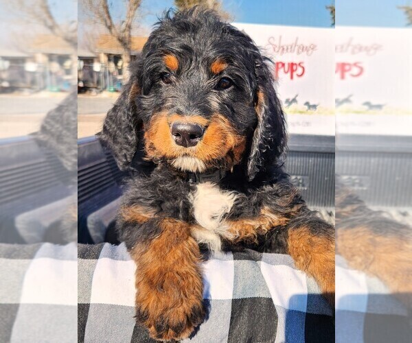 Medium Photo #28 Bernedoodle Puppy For Sale in GRANTSVILLE, UT, USA