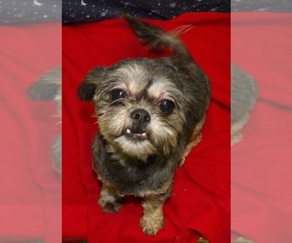 Medium Photo #6 Cavapoochon (Miniature) Puppy For Sale in PATERSON, NJ, USA