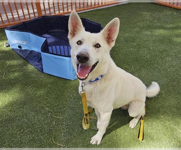 Medium Photo #2 German Shepherd Dog-Unknown Mix Puppy For Sale in Las Vegas, NV, USA