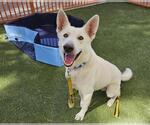 Small #1 German Shepherd Dog Mix