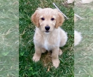 Goldendoodle Litter for sale in SESSER, IL, USA