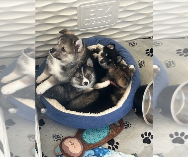 Medium Photo #8 Pomsky-Shiba Inu Mix Puppy For Sale in NASHUA, NH, USA