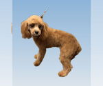 Small Cavalier King Charles Spaniel Mix