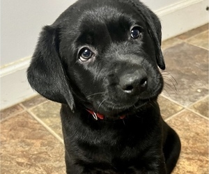 Labrador Retriever Puppy for sale in MADISONVILLE, TN, USA