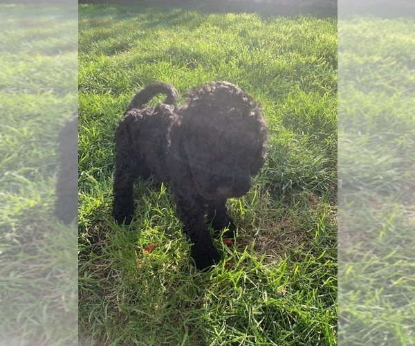 Medium Photo #2 Poodle (Miniature) Puppy For Sale in SAN FRANCISCO, CA, USA