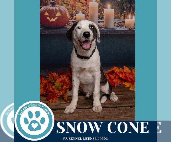 Medium Photo #3 Beagle-Catahoula Leopard Dog Mix Puppy For Sale in Kimberton, PA, USA