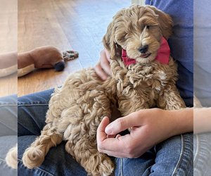 Goldendoodle (Miniature) Puppy for sale in ROY, UT, USA