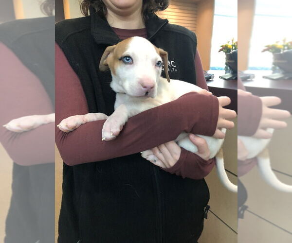 Medium Photo #3 American Staffordshire Terrier-Siberian Husky Mix Puppy For Sale in Raleigh, NC, USA