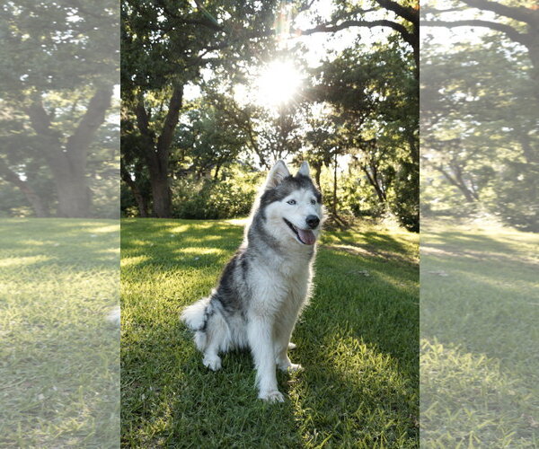 Medium Photo #3 Siberian Husky Puppy For Sale in Carrollton, TX, USA