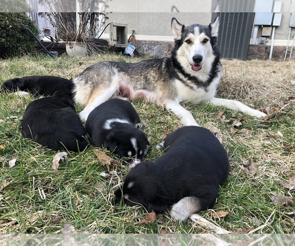 Medium Photo #8 Labrador Retriever-Wolf Hybrid Mix Puppy For Sale in GASSVILLE, AR, USA