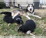 Small Photo #8 Labrador Retriever-Wolf Hybrid Mix Puppy For Sale in GASSVILLE, AR, USA
