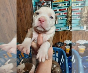 Medium American Pit Bull Terrier