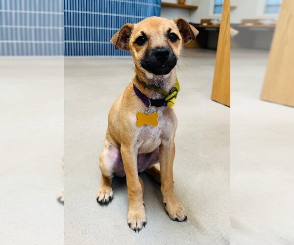 Medium Photo #6 Chihuahua-Unknown Mix Puppy For Sale in Marina Del Rey, CA, USA