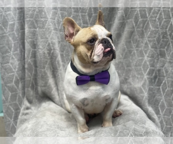 Medium Photo #3 French Bulldog Puppy For Sale in LAKELAND, FL, USA