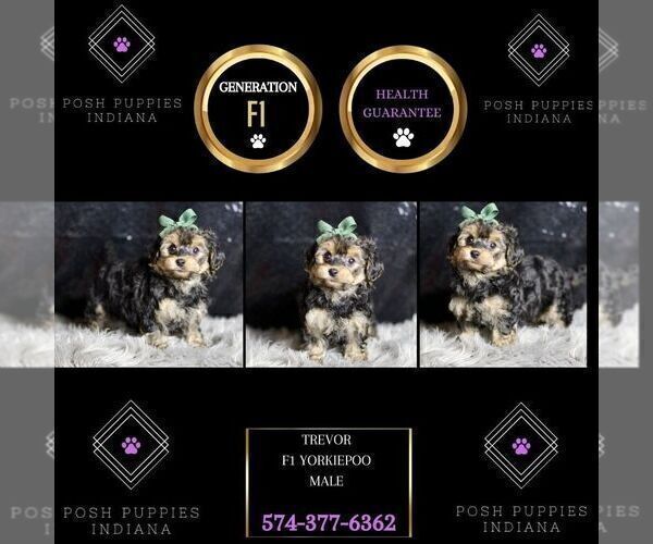 Medium Photo #6 YorkiePoo Puppy For Sale in WARSAW, IN, USA