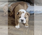 Small Photo #15 Bulldog Puppy For Sale in STEUBENVILLE, OH, USA