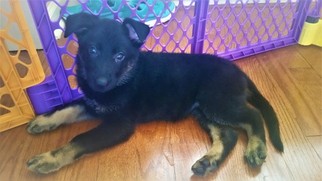 German Shepherd Dog Puppy for sale in NORCROSS, GA, USA