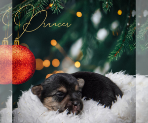 Chorkie Puppy for sale in ROCK HILL, SC, USA