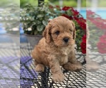 Puppy Puppy 3 Cavapoo