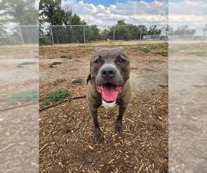 American Pit Bull Terrier Dogs for adoption in Denver, CO, USA