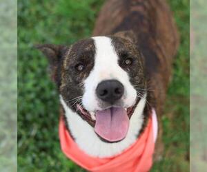 Mutt Dogs for adoption in San Antonio, TX, USA