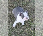 Small #9 Boston Terrier