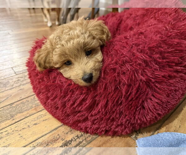 Medium Photo #3 Labrador Retriever Puppy For Sale in Mundelein, IL, USA