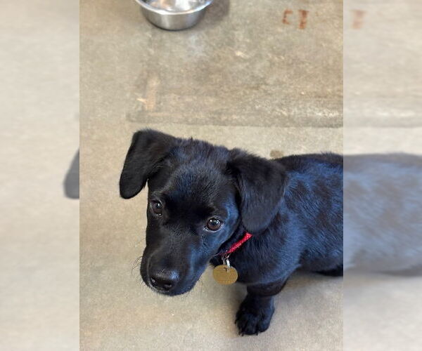 Medium Photo #2 Dachsador Puppy For Sale in Pueblo West, CO, USA