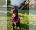 Small #3 Labrador Retriever Mix